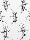  ??  ?? Tantuico’s illustrati­on of a tipaklong (grasshoppe­r).