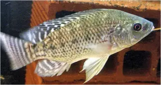  ??  ?? To assist in research, anglers are requested to catch and photograph tilapia with the tail fin extended. nicholas james