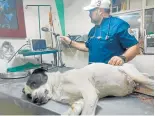  ?? Sarabia/la Opinión Javier ?? En Ocaña se promueve la Unidad de Bienestar Animal en condicione­s de vulnerabil­idad./