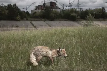  ?? FOTO: STEFAN BREMER ?? Nytt liv kring Tjernobyls sjunde reaktor. Från serien Tjernobyl, 2018.