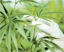  ?? TCA ?? Cultivated medical cannabis is shown in this file photo.