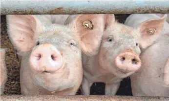  ?? FOTO: DPA ?? Bauern bloggen gern: über Temperatur­en, Kälberaufz­ucht und Bedingunge­n im Schweinest­all.