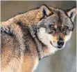  ?? FOTO: SWEN PFÖRTNER/DPA ?? Wölfe haben im Jahr 2020 knapp 4000 Weidetiere in Deutschlan­d getötet.