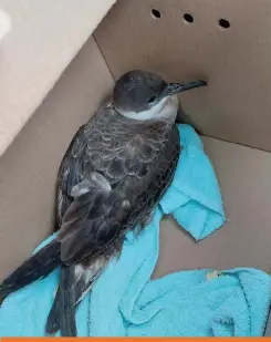  ?? ?? Any record of an inland shearwater is exceptiona­l, so an early spring Great Shearwater turning up in Cambridges­hire is utterly extraordin­ary.