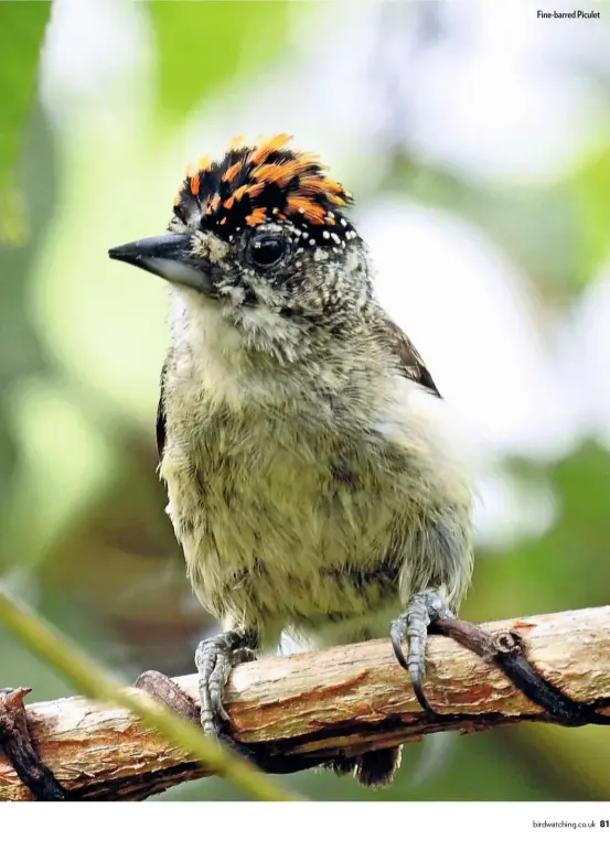  ??  ?? Fine-barred Piculet