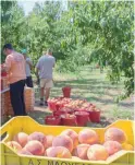  ??  ?? Greek produce is widely available at retail outlets in the Russian capital.