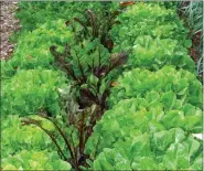  ?? LEE REICH — ASSOCIATED PRESS ?? This undated photo shows a bed with endive and beets growing together for autumn harvest in New Paltz, N.Y. Close planting of vegetables, with sufficient watering and fertility, not only gives bigger harvests but also shades out weeds.