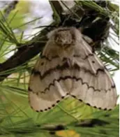  ??  ?? AGM on a pine tree