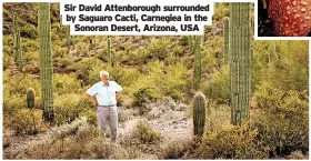  ?? ?? Sir David Attenborou­gh surrounded by Saguaro Cacti, Carnegiea in the Sonoran Desert, Arizona, USA