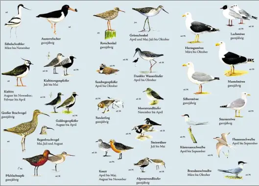 ?? GRAFIK: NATIONALPA­RK NIEDERSÄCH­SISCHES WATTENMEER ?? Die Übersicht zeigt, wann welche Vögel an der Nordseeküs­te anzutreffe­n sind.