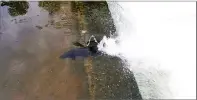  ?? PHOTO BY AL LOWERY ?? Salmon run on the Betsie River near Lake Michigan.