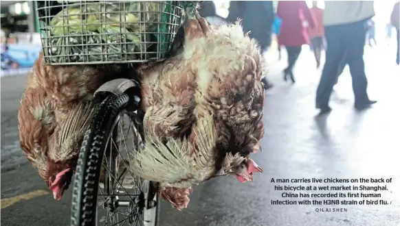  ?? QILAI SHEN / ?? A man carries live chickens on the back of his bicycle at a wet market in Shanghai. China has recorded its first human infection with the H3N8 strain of bird flu.