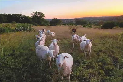  ?? COURTESY OF MAGGIE EUBANK ?? Sheep graze on Maggie Eubank’s ranch in the Texas Hill Country. The ranch is part of the Soil for Water project, which is expanding to New Mexico and five other states.