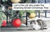  ??  ?? Larry the cat sits under the Downing Street Christmas Tree