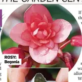  ??  ?? ROSY: Begonia