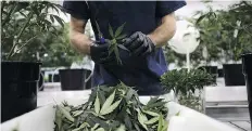  ?? SEAN KILPATRICK/THE CANADIAN PRESS ?? Fibre from marijuana plant stems, which by law must be disposed of, could be used for a range of products.