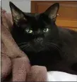  ?? SUBMITTED PHOTO ?? Batman, a 10-year-old cat with early chronic kidney disease, was taken from the Brookhaven PetSmart last week.