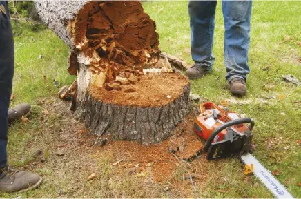  ??  ?? Use the rightsize chainsaw for the job, with the blade 2 inches longer than the wood it’s cutting.