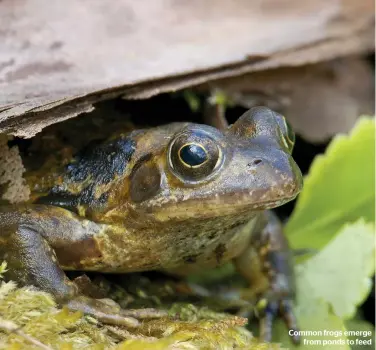  ??  ?? Common frogs emerge from ponds to feed