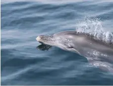  ?? UAE Dolphin Project ?? The year-long project will investigat­e the dolphin population along Dubai’s coastline