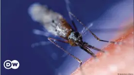  ??  ?? An Anopheles mosquito ready to bite its victim — could an mRNA vaccine put an end to malaria?