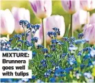  ?? ?? MIXTURE: Brunnera goes well with tulips