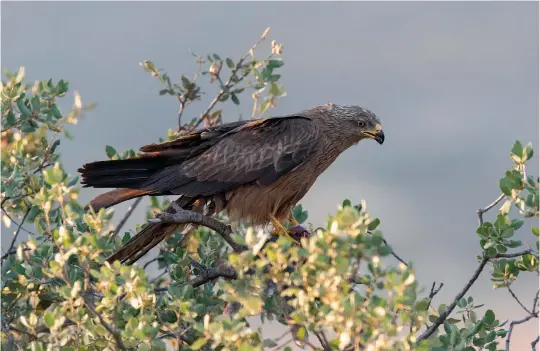  ?? ?? FIVE: Adult Black Kite (Extremadur­a, Spain, 26 June 2015). The head is grey with dark streaking and the iris is light in older adult Black Kite. Note the rather uniform upperwing coverts and the lack of bright rufous colour tones below and compare with Red Kite.