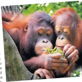 ??  ?? CUTE Orangutans at the city’s zoo