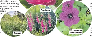  ?? ?? Aruncus
Foxgloves
Geranium ‘Ann Folkard’