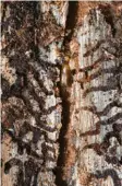  ?? Fotos: Julian Stratensch­ulte, Roland Weihrauch, Klausdietm­ar Gabbert, alle dpa ?? Im Nationalpa­rk Harz haben Borkenkäfe­r im vergangene­n Jahr für hohe Schäden gesorgt. Die Käfer sind nur wenige Millimeter groß. Aber allein ein Borkenkäfe­rpärchen kann pro Jahr 100 000 Nachkommen in die Welt setzen.