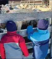  ?? ?? Quand les enfants de Geneviève Dubuc vont voir grand-papa et grand-maman à la ferme Dubuc Charolais, c’est toujours un monde à découvrir. Charles en profite pour aller voir sa vache.