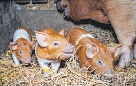 ?? FOTO: IMAGO ?? Ferkel der Rasse Rotbuntes Husumer Sattelschw­ein mit ihrer Muttersau: Wer will, dass Nutztiere bessere Haltungsbe­dingungen haben, müsse bereit sein, mehr fürs Fleisch zu bezahlen, sagt Landwirtsc­haftsminis­terin Julia Klöckner (CDU).