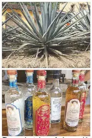  ??  ?? The agave plant, in the same family as our sabila (aloe vera), is the source of tequila: Good tequila, we were told, should be taken without lime and salt so as not to mask the taste.