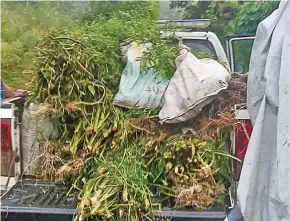  ?? Photos: Fiji Police Force ?? More than 2000 plants believed to be marijuana were seized by Fiji Police Force.