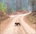  ?? Eugene Garcia Associated Press ?? AN ORPHANED BEAR CUB walks along a mountain road affected by the Dixie fire in Plumas County in 2021.