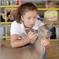 ??  ?? Rylie Bignar, 11, of Lincoln, shows a Nigerian Dwarf goat during the dairy goat judging last week at Washington County Fair. Rylie is a member of Goin’ Showin’ 4-H Club.