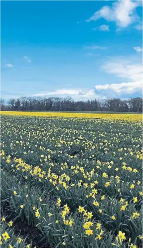  ??  ?? A packed Grampian Growers’ field of daffodils provides a riot of yellow.