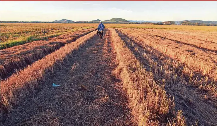  ?? PIC BY SHARUL HAFIZ ZAM ?? Padi stalks have withered due to hot weather at Kampung Tanjung Pisang in Alor Star.