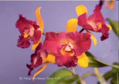  ??  ?? Blc. Tzeng-wen Beauty ‘Tainan Girl’