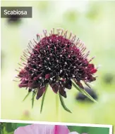  ??  ?? scabiosa