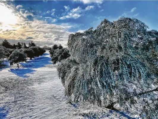  ?? Rob Rosenbaum ?? Olive trees at a Washington County home were covered in snow from this week’s deep freeze. But waiting a couple of weeks is recommende­d before assessing damage.