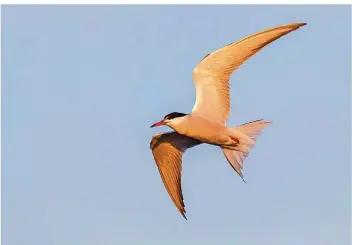  ?? FOTO: IMAGO ?? Die sehr seltene Fluss-Seeschwalb­e ist im Anflug aufs Saarland.