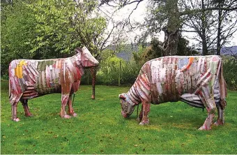  ??  ?? Shock of the moo: Two life-size corrugated cows from Connolly’s art collection