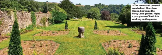  ??  ?? The renovated terraced area behind Sharpham House, known as the Percy Cane garden. Right, a past photo of Ruth Ash working on the garden