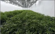  ?? HANS PENNINK — THE ASSOCIATED PRESS ?? This photo shows medical marijuana plants being grown before flowering during a media tour of the Curaleaf medical cannabis cultivatio­n and processing facility in Ravena, N.Y.