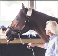  ?? Skip Dickstein / Albany Times Union ?? Kentucky Derby and Preakness winner Justify stretches his legs in his barn at Belmont Park in the hands of trainer Bob Baffert on Wednesday.