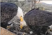  ?? Friends of Big Bear Valley ?? BALD eagles Shadow, left, and Jackie keep watch on an egg expected to hatch around Valentine’s Day.