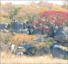  ??  ?? As the hills celebrate new leaves, Zimbabwean­s wait for the first rains called Bumharutsv­a.