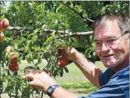 ?? Special to the Eagle Observer/BROOK BEREZNICKI ?? Bill Taylor, owner of Taylor’s Orchard, shows readyto-pick ripe peaches on the branches of trees in his orchard.