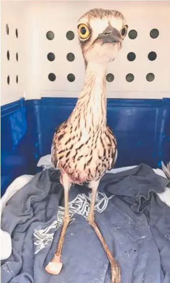  ?? Pictures: ROWLEY GOONAN ?? An injured curlew recovers in a crate and (below) a fishing hook in the face and tangled line almost cost cygnet Snooky her life before being removed.